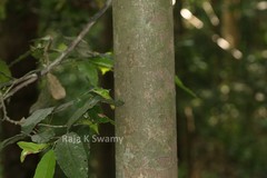 Polyalthia coffeoides